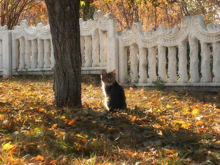 Relațiile dintre pisică și om