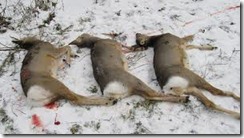 Полювання на козулю взимку, велике полювання