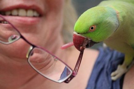 Ожереловий папуга догляд і утримання в домашніх умовах