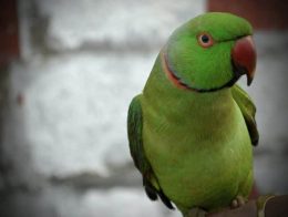 Ожереловий папуга догляд і утримання в домашніх умовах