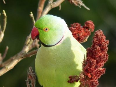 Parrot de îngrijire și întreținere de parrot la domiciliu