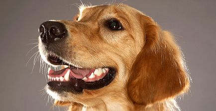 Parodontita la câini - vorbește despre gingivită