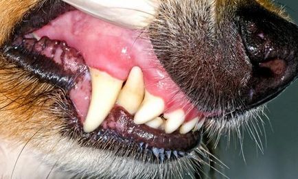 Parodontita la câini - vorbește despre gingivită