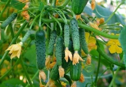 Partenokarp uborka mit jelent a legnépszerűbb fajták, ültetés, termesztés ellátás