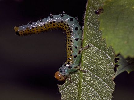 Sawfly - măsuri de luptă; cum să se ocupe de rumegușul - mijloace și preparate, pin și trandafir