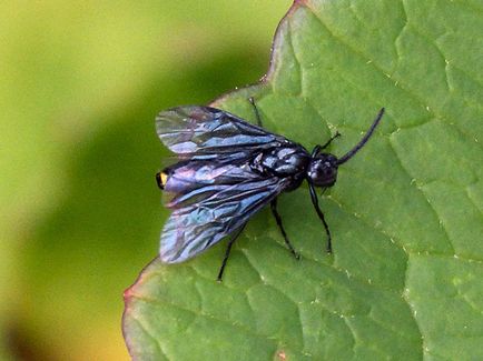 Sawfly - măsuri de luptă; cum să se ocupe de rumegușul - mijloace și preparate, pin și trandafir