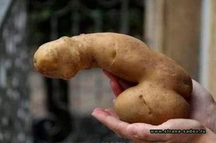 Чому картопля виростає кострубата і потворна