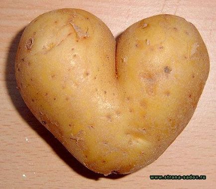 Чому картопля виростає кострубата і потворна