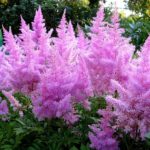 Miért ne virágok Astilbe mit kell tenni, amikor a betegség elhagyja Astilbe