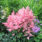 Защо не цветя Astilbe какво да се прави, когато болестта оставя Astilbe