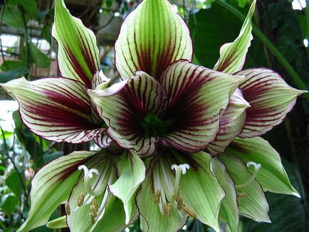 Защо не цветя Hippeastrum, какво да правя