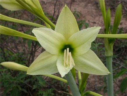 Miért ne virágok Hippeastrum, mit kell tenni