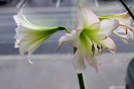 Miért ne virágok Hippeastrum, mit kell tenni