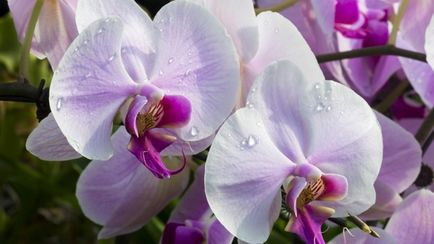 De ce orhideea nu infloreste, o descriere a motivelor pentru realizarea infloririi orhideelor, un duș pentru orhidee