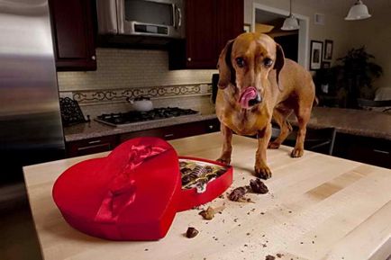 De ce câinii nu ar trebui să primească o dulce reacție la ciocolată
