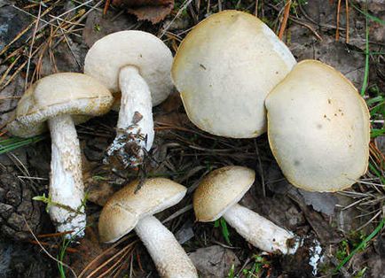 Підберезовик, фото і опис видів, як виглядає гриб