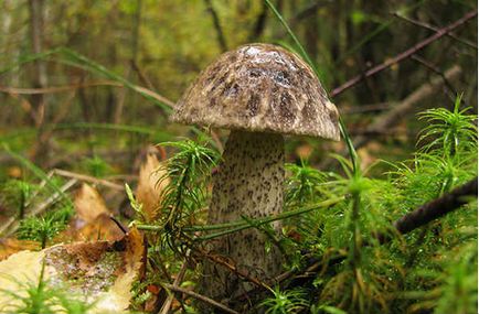 Un podberezovik, o fotografie și o descriere a speciilor, cum arată ciuperca