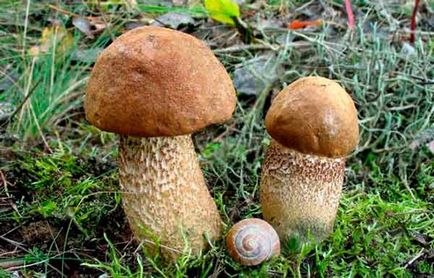 Un podberezovik, o fotografie și o descriere a speciilor, cum arată ciuperca