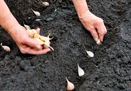Pregătirea și prelucrarea usturoiului de iarnă înainte de plantare în toamnă