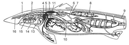 Subclasa de lamellarbranchii (elasmobranchii)