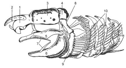 Subclasa de lamellarbranchii (elasmobranchii)