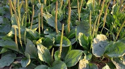 Psyllium tulajdonságai, a kezelés, ellenjavallatok (útifű) Psyllium tulajdonságai, a kezelés, ellenjavallatok