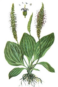 Psyllium tulajdonságai, a kezelés, ellenjavallatok (telep) Psyllium tulajdonságai, a kezelés, ellenjavallatok