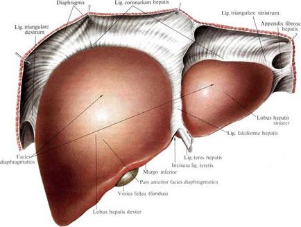 Pancreas și roluri hepatice, funcții, structură, curățare, anatomie și histologie