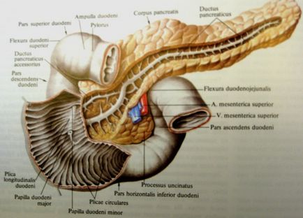 Підшлункова залоза і печінка ролі, функції, будова, чистка, анатомія і гістологія