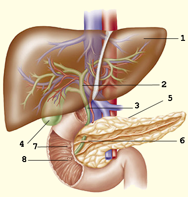 Pancreas și roluri hepatice, funcții, structură, curățare, anatomie și histologie