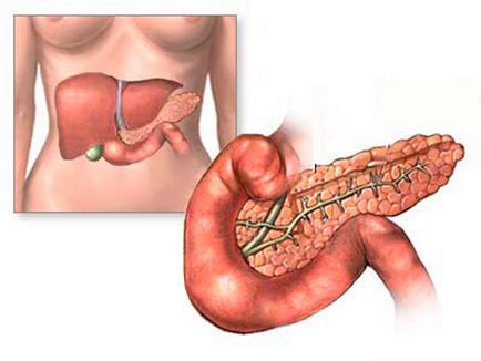 Pancreas și roluri hepatice, funcții, structură, curățare, anatomie și histologie