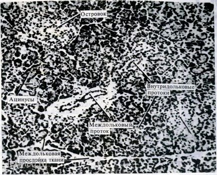 Pancreas - sisteme corporale (histologie)