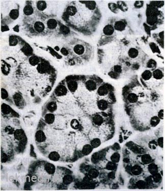 Pancreas - sisteme corporale (histologie)