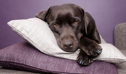 Diaree la un tratament de câine la domiciliu