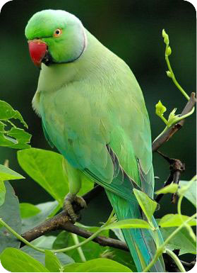 Parrot ozherelovy gondozás, tenyésztés, betegség ozherelovy Parrot Kramer