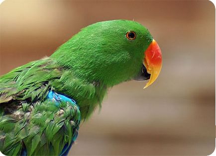 Папуга ожереловий догляд, розведення, хвороби, ожереловий папуга Крамера