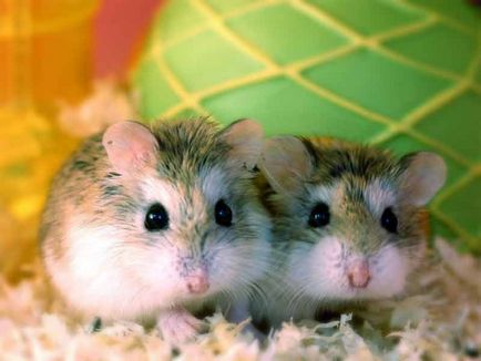 Timpul iubirii pentru hamsteri este varza vieții
