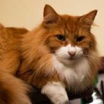 Breed norvég erdei macska képességgel, ár, fényképek, videók, egy macska tenyésztés, gondozás, táplálkozás, betegségek (jellegű) Breed norvég erdei macska képességgel, ár, fényképek, videók, egy macska tenyésztés, gondozás, táplálkozás, betegség,