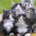 Breed norvég erdei macska képességgel, ár, fényképek, videók, egy macska tenyésztés, gondozás, táplálkozás, betegségek (erdő) Breed norvég erdei macska képességgel, ár, fényképek, videók, egy macska tenyésztés, gondozás, táplálkozás, betegség,