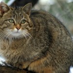 Breed norvég erdei macska képességgel, ár, fényképek, videók, egy macska tenyésztés, gondozás, táplálkozás, betegségek (jellegű) Breed norvég erdei macska képességgel, ár, fényképek, videók, egy macska tenyésztés, gondozás, táplálkozás, betegség,