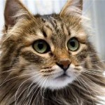 Breed norvég erdei macska képességgel, ár, fényképek, videók, egy macska tenyésztés, gondozás, táplálkozás, betegség, (Norvégia) Breed norvég erdei macska képességgel, ár, fényképek, videók, egy macska tenyésztés, gondozás, táplálkozás, betegség,