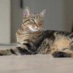 Breed norvég erdei macska képességgel, ár, fényképek, videók, egy macska tenyésztés, gondozás, táplálkozás, betegség, (rock) Breed norvég erdei macska képességgel, ár, fényképek, videók, egy macska tenyésztés, gondozás, táplálkozás, betegség,