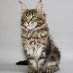 Breed norvég erdei macska képességgel, ár, fényképek, videók, egy macska tenyésztés, gondozás, táplálkozás, betegségek (erdő) Breed norvég erdei macska képességgel, ár, fényképek, videók, egy macska tenyésztés, gondozás, táplálkozás, betegség,