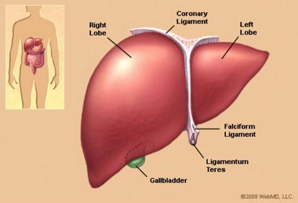 Hipertensiunea portală cu ciroză hepatică