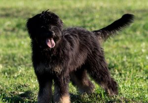 Португальська вівчарка опис породи, характер, фото, все про собак