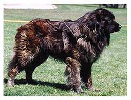 Câine de ciobănesc portugheză photo kao da serra da eshtrela, înălțime de câine ciobănesc