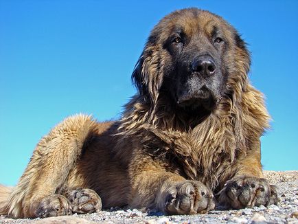 Câine ciobănesc portughez, rase de câini, animale și rase