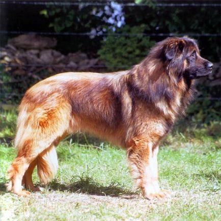 Câine ciobănesc portughez, rase de câini, animale și rase