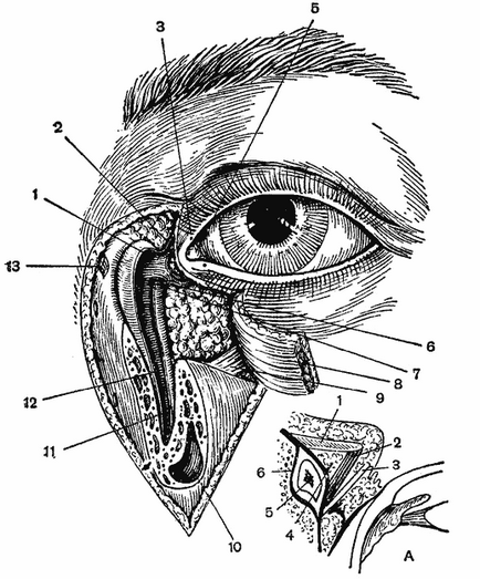 Sinusurile nasului, anatomia topografică a părții faciale a capului