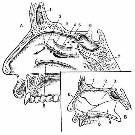 Sinusurile nasului, anatomia topografică a părții faciale a capului